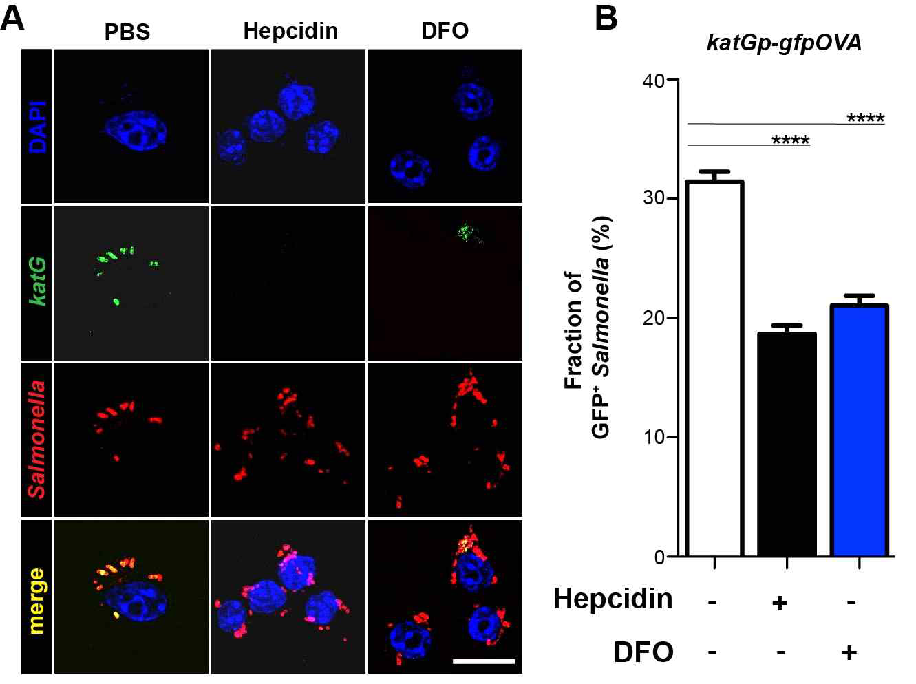 Expression of katGp-gfpOVA in the Salmonella infecting RAW264.7 cells pretreated with PBS, hepcidin (1 g/ml), or DFO (100mM). Images were taken 2hr p.i. using confocal microscope (A) and quantification (B)