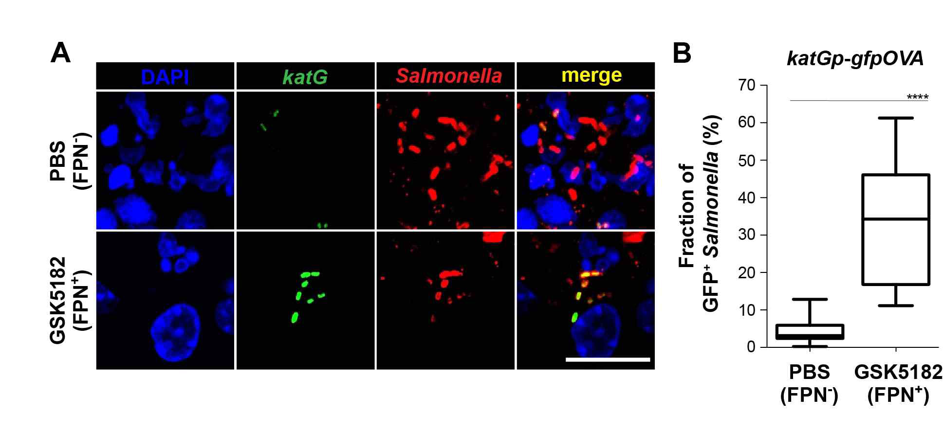 (A)Spleens of mice infected with Salmonella i.v. (1 × 105 CFU )were examined by confocal microscopy 2.5 days p.i. and (B )quantification