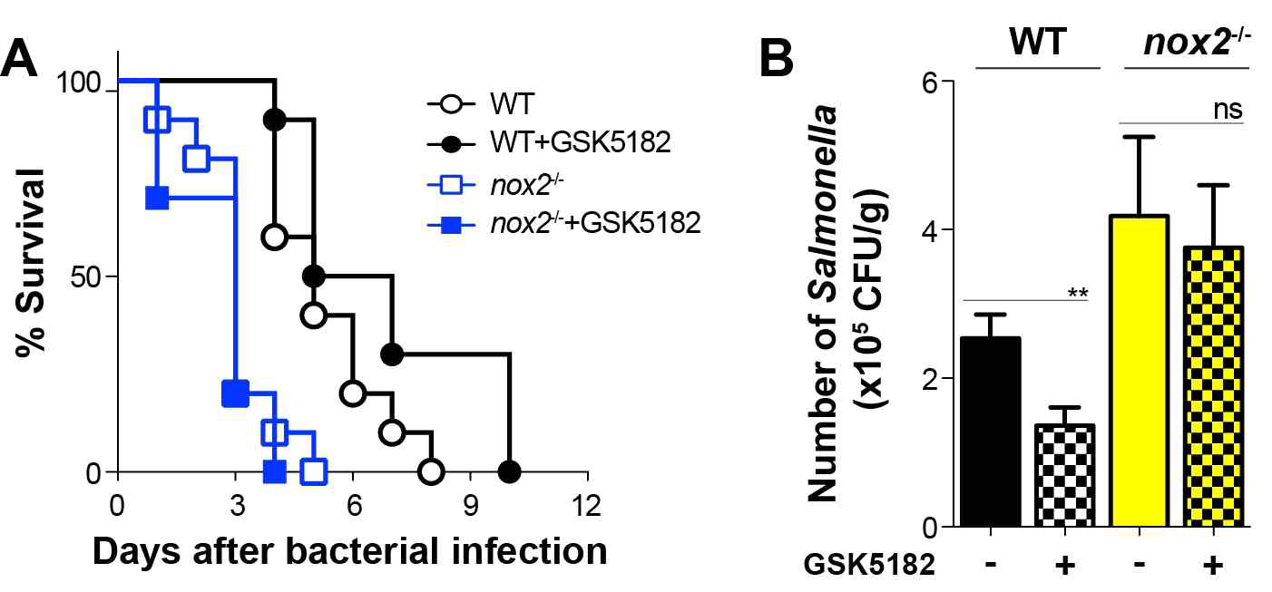 The survival of WT or nox2-/- mice after oral infection with Salmonella (5 × 108) with or without GSK5182 treatment (n = 10). (A) Bacterial numbers (CFU/g) in the spleens of WT and nox2-/- mice treated with GSK5182 were counted using the plating method (B)