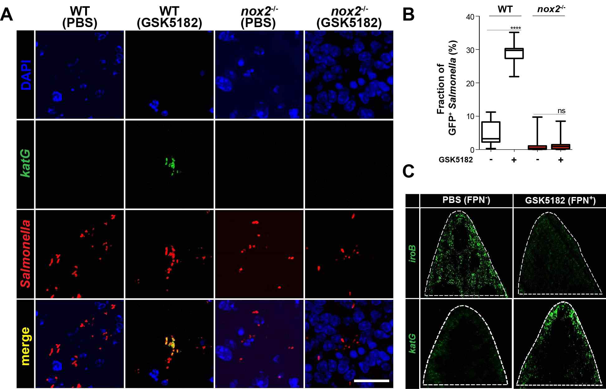 WT and nox2-/- mice were infected orally with Salmonella carrying the episomal katGp-gfpOVA biosensor (5 × 108) and treated with PBS (FPN+) or GSK51812 (FPN-). Spleens were examined by confocal microscopy 1.5 days p.i. Salmonella are shown in red. (A) The fraction of Salmonella expressing katGp-gfp OVA in the experiment shown in (B). WT mice were infected with Salmonella carrying iroBp-gfpOVA or katGp-gfpOVA plasmid and treated with GSK5182 or PBS. Whole spleens were isolated 2.5 days p.i. and examined for iroB or katG expression by fluorescence microscopy (C)