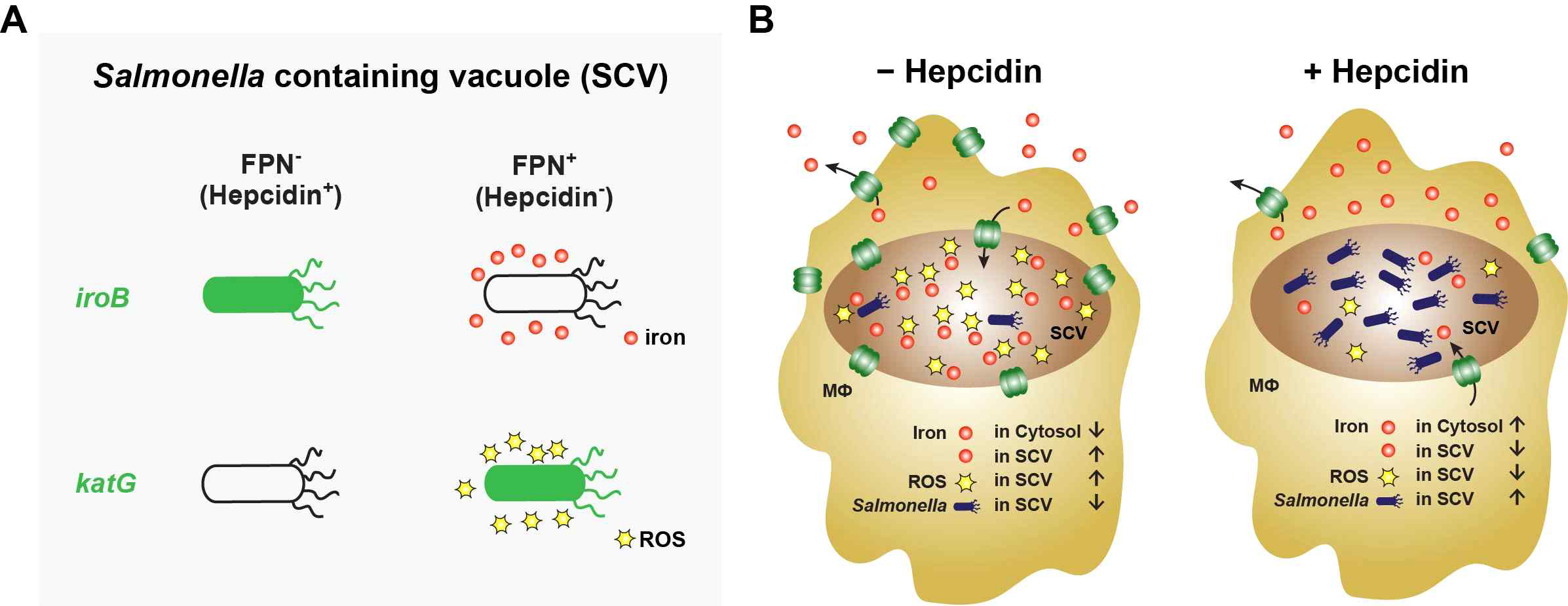 Graphical summary of a ROS generation of in SCV with Fpn1-Hepcidin circuit