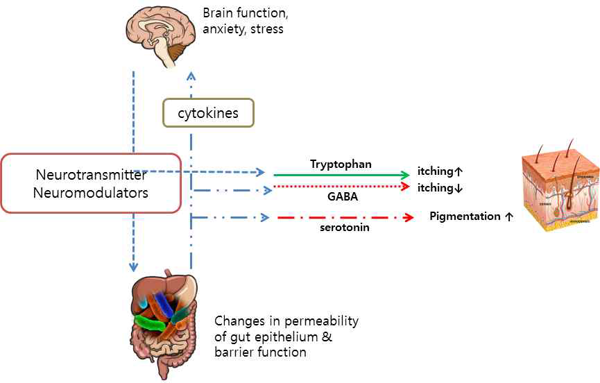 neuroendocrine pathway를 통한 gut-skin axis