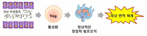 장내 미생물총에 의한 인체 면역 획득 과정