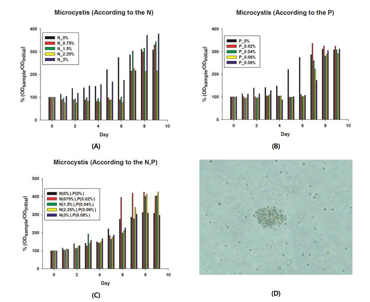 N, P 의 농도에 따른 Microcystis sp.의 생장속도. (A; N의 농도, B; P의 농도, C; N, P의 농도, D; Microcystis sp.의 현미경 이미지)