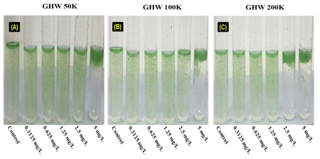 유해녹조에 대한 GHW 시리즈의 분자량에 따른 항녹조 물질의 최적의 응집 농도 규명