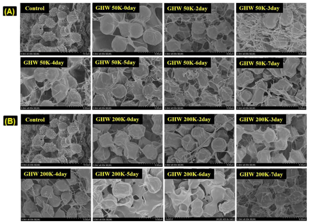 녹조 방제제 물질 GHW 시리즈가 처리된 유해 녹조의 형태학적 특성 분석. ((A) GHW-50K, (B) GHW-200K)