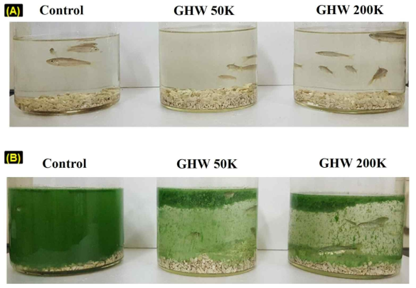 담수생물의 in-vivo 생존율 평가. ((A) 담수생물에 대한 GHW 물질의 독성평가, (B) GHW가 처리된 유해녹조에 대한 담수생물의 생존율 평가)