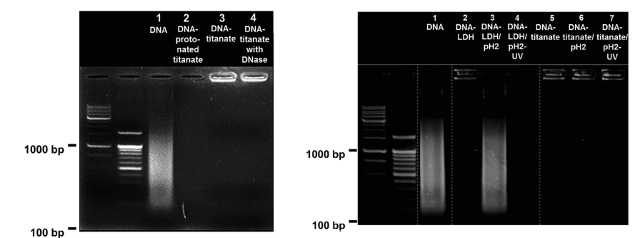 안정성 테스트 (왼쪽) enzymatic corrosion (오른쪽) acidic digestion 및 UV-vis illumination 하에 노출 된 이후의 Agaroge gel-electrophoresis 분석 결과