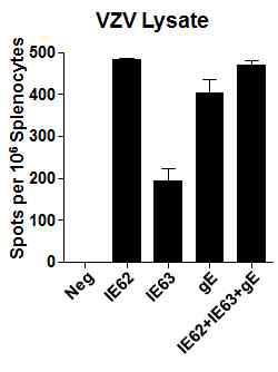 IE-62, IE-63, gE DNA 후보백신을 투여한 마우스의 비장세포를 VZV 감염세포 lysate 항원으로 자극한 결과, negative control 군에서는 면역반응을 보이지 않은 반면, 후보 물질의 DNA백신을 투여한 군에서는 강한 면역반응을 나타냄