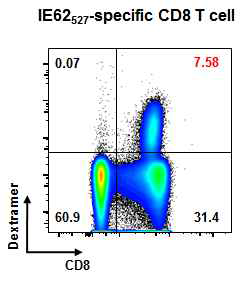 DNA 백신 후보물질을 접종받은 마우스에서 IE-62527-MHC class I tetramer를 이용하여 백신유도 CD8 T세포를 검출한 결과