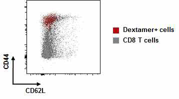 DNA 백신 후보물질을 접종받은 마우스에서 IE-62527-MHC class I tetramer+ CD8 T세포 gating에서 CD44 및 CD62L의 발현을 분석한 결과