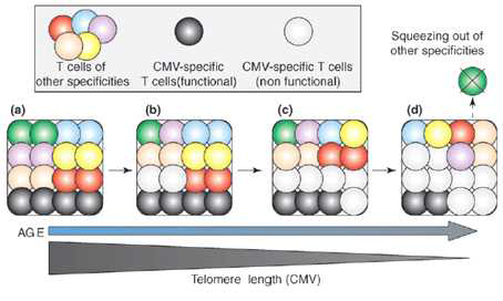 CMV 잠복감염 및 재활성화에 의한 CMV-특이 T세포의 축적 및 이들의 증식성 노화 과정을 보여주는 모식도(Curr Opin Immunol 17:480)