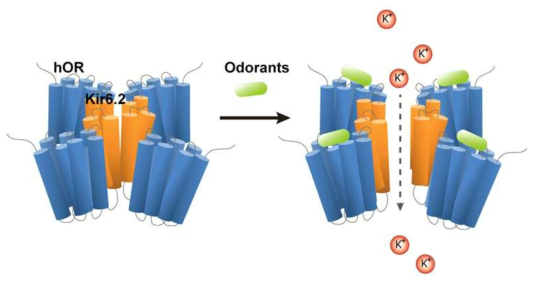 이온채널이 연결된 후각 수용체 단백질(hOR-K)의 구조 및 원리