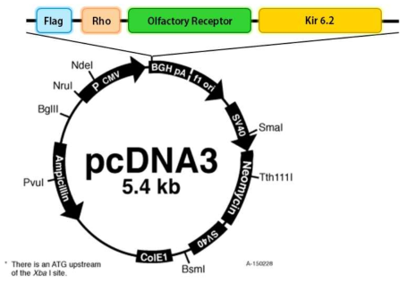 이온채널이 연결된 후각 수용체 유전자의 동물세포 발현벡터에 클로닝