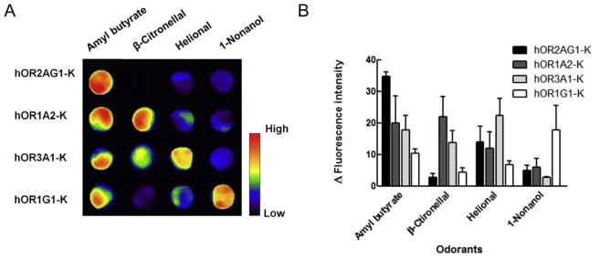 네종류의 냄새들에 대한 다양한 후각 수용체의 반응 (A) 다양한 냄새들에 대한 이온채널이 연결된 네 종류의 후각 수용체들의 반응 (B) 이미지 스캐닝 데이터로부터 측정된 형광세기의 막대그래프