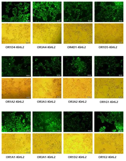 이온채널이 연결된 후각 수용체 단백질의 동물세포 막 발현(Immunocytochemistry)