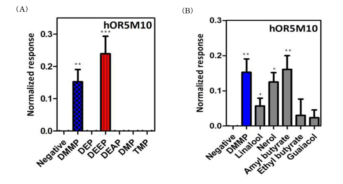 다양한 냄새분자들에 대한 후각 수용체 hOR5M10의 반응