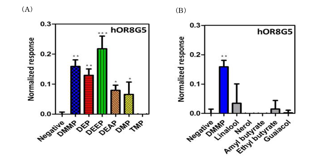 다양한 냄새분자들에 대한 후각 수용체 hOR8G5의 반응