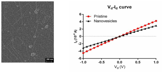 나노베시클의 고정화에 대한 CLSM 분석 및 I-V curve를 통한 고정화 확인