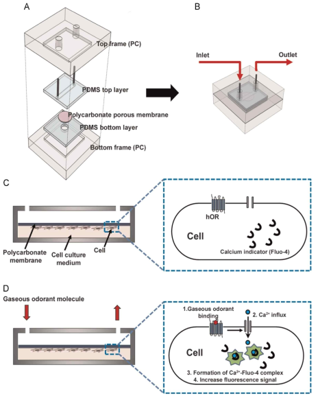 가스상태의 냄새물질들을 감기하기 위한 미세유체 시스템의 모식도 (A)는 장치조립도 (B)는 조립된 미세유체 장치와 가스 상태의 냄새물질의 주입과정 (C)는 미세유체 장치의 측면도 (D)는 가스상태의 냄새물질 감지과정