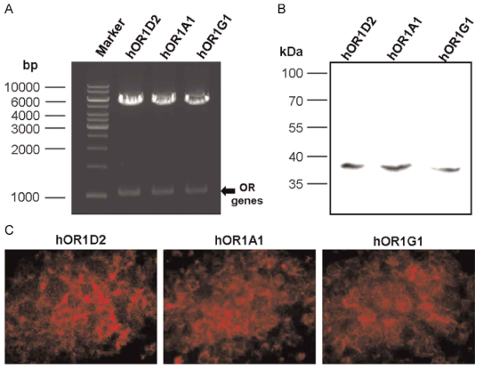 (A) 후각 수용체 유전자의 전기영동 (B) 후각 수용체 1D2, 1A1, 1G1의 Western blot (C) 후각 수용체 1D2, 1A1, 1G1의 immunocytochemistry를 통한 세포막 발현 확인