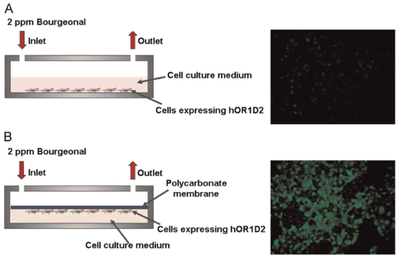 가스상태의 냄새물질을 감지하는데 있어서 기존의 세포 배양 시스템과 개발된 미세유체 시스템의 비교 (A) 기존의 배양 시스템으로 가스 상태의 bourgeonal이 오랜시간 동안 diffusion으로 인해 후각 수용체와 냄새분자간 반응이 이루어지지 않아서 형광을 볼 수 없었음. (B) 미세 유체 시스템은 PC membrane의 pore를 통해서 가스 상태의 bourgeonal이 쉽게 후각세포의 후각 수용체와 반응하여 형광을 볼 수 있었음