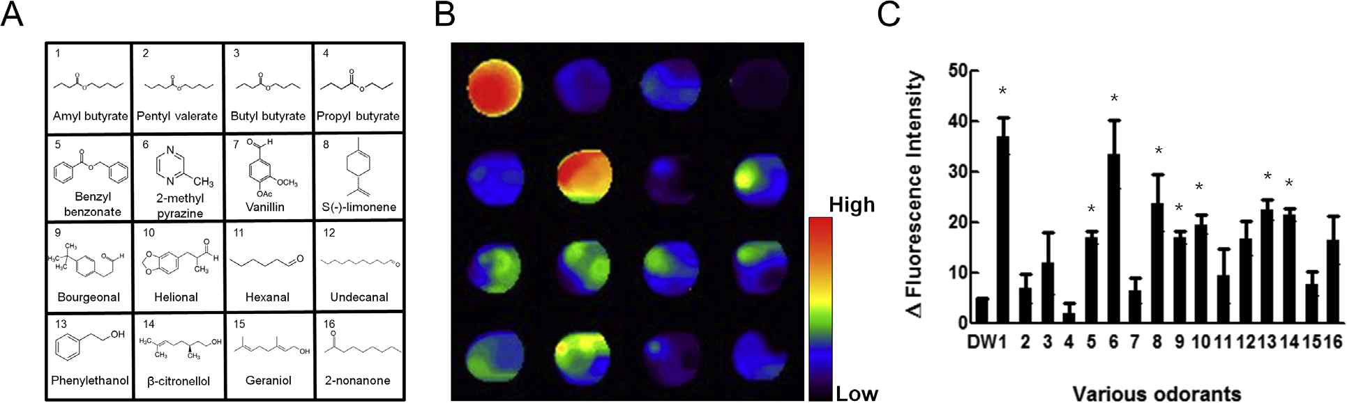 Visualized response of hOR2AG1-K to various odorants. (A) Chemical structure of the various odorants. (B) Odorant response of hOR2AG-1 to various odorants. (C) Bar graph of the fluorescence intensity measured from the image scanning data. Error bar represents standard error of mean (*P < 0.05 compared with DW, n = 3)