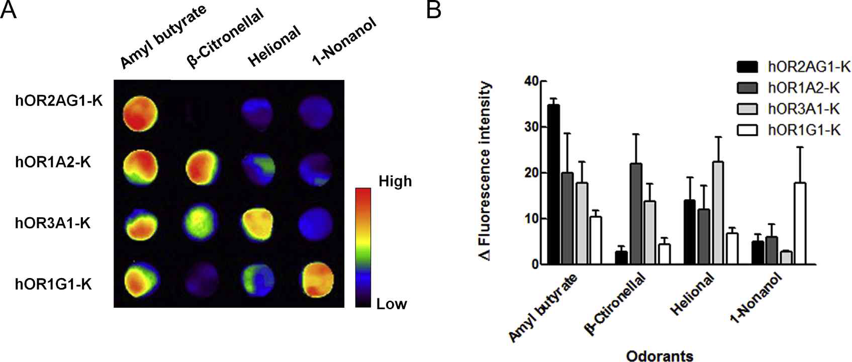 Response of various olfactory receptors to odorants. (A) Odorant response pattern of four different hOR-Ks (hOR2AG1-K, hOR1A2-K, hOR3A1-K, and hOR1G1-K) to various odorants. (B) Bar graph of the fluorescence intensity measured from the image scanning data. Error bar represents standard error of mean (n = 3)