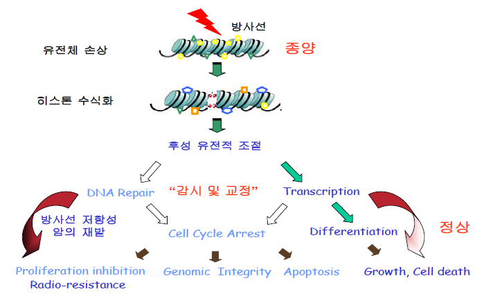 후성유전체와 방사선