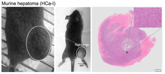 배양 된 HCa-I 세포를 이용한 이종이식 동물 모델 (왼쪽) 및 성장한 종양에 대한 조직학적 분석 (오른쪽)