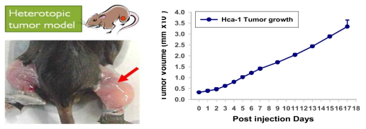 Heterotopic HCa-Ⅰ 동물 모델과 종양성장 양상. 종양은 왼쪽 사진과 같이 Hca-Ⅰ을 주입한 근육 내부 (화살표) 에서 종양을 형성하여 자라기 시작하고 오른쪽 그래프와 같이 종양의 성장 속도가 빠르기 때문에 동물실험에 적합