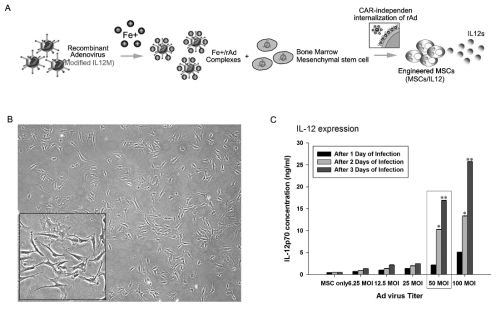 유전자 조작 된 MSCs-IL12 의 생산 과정과 (A) 세포의 정상적인 성장 상태의 형태학적 확인 (B) 및 생산 된 MSCs-IL12 의 IL-12 발현능력정도의 측정 (C). MCSs-IL12에서 IL-12의 발현 농도나 지속시간이 유의성 있게 증가하는 것을 확인 할 수 있음 (C)