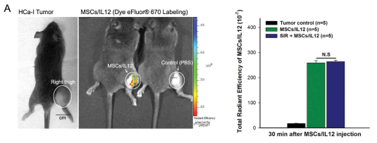 MSCs/IL12의 성공적인 주입을 비 침습적 방법으로 확인 (왼쪽) 및 동물 그룹에 관계없이 동일한 양의 MSCs/IL12의 주입을 확인 (오른쪽). SIR: 10 Gy single irradiation