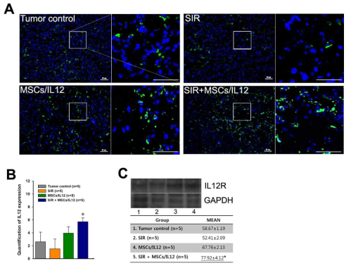 방사선 조사와 MSCs/IL12의 병행 처리에 의한 종양 미세환경 내 IL12 증가. SIR: 10 Gy single irradiation