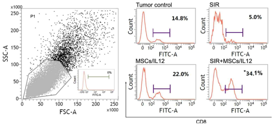 방사선 조사와 MSCs/IL12의 병행 처리에 의한 종양 미세환경 내 CD8+ T 세포의 증가. SIR: 10 Gy single irradiation