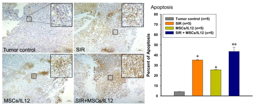 방사선 조사와 MSCs/IL12의 병행 처리에 의한 종양 미세환경 내 세포 사멸의 증가. SIR: 10 Gy single irradiation