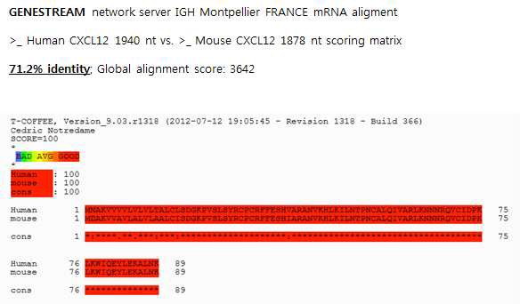 쥐와 사람의 CXCL12 mRNA 및 단백질 서열의 유사성 분석