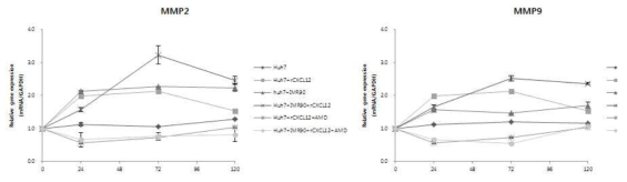 Recombinant CXCL12 및 AMD3100 처리에 따른 MMP-2, -9의 발현 변화 분석