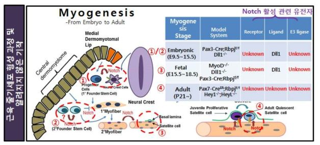 근육 형성 및 근육 줄기세포 형성과정에서 아직까지 밝혀지지 않은 Notch 신호의 역할