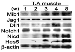 근육 발달단계에 따른 Notch 신호의 활성과 조절인자들의 발현 양상