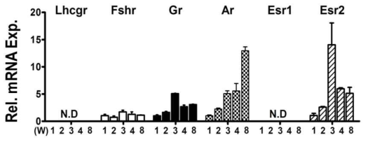 근육 발달과정에서 발현하는 Hormone receptor