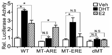 Mib1 promoter Luciferase assay