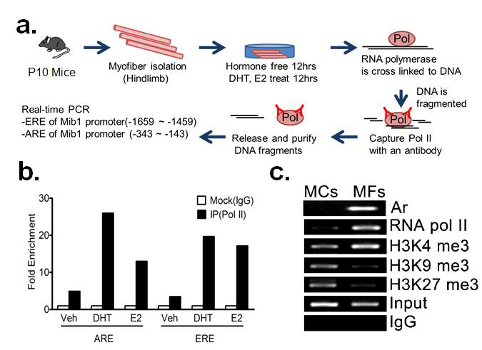 ChIP assay 실험 방법 모식도 및 실험 결과