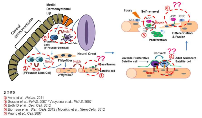 기존에 보고된 근육 줄기세포에 작용하는 Notch 신호 및 아직 알려지지 않은 발생 단계별 Notch 신호 활성화 기작