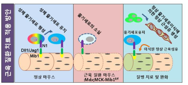 근육 질환에 대한 치료방안 모식도