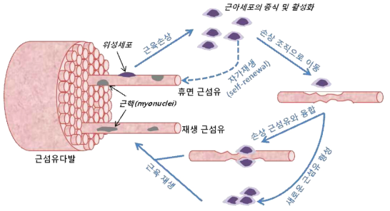 근육 줄기세포에 의한 근육 재생 과정의 모식도