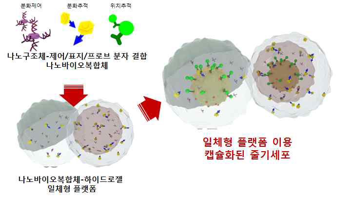 능동형 나노바이오 복합체 개념도 : 제어에 관련된 생체분자, 줄기세포 위치추적을 위한 무영향 항원가 결합하는 항체분자, 분화세포의 특정 바이오마커 모니터링을 위한 프로브 분자 등이 나노구조체와 결합되어 복합화 되어 있는 개념