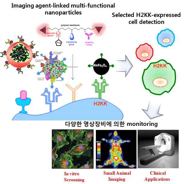 나노바이오복합체 및 일체형 플랫폼 소재의 in vivo 생체적합성 평가