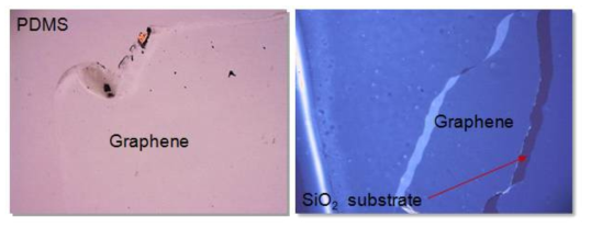 PDMS 상의 그래핀의 모습 및 SiO2 기판에 전사한 그래핀의 모습