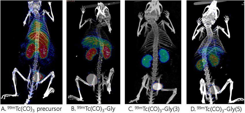 SPECT를 이동한 99mTc-트리카보닐 글리신 화합물의 체내 동태 평가